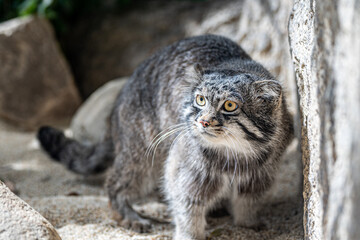 マヌルネコ（Otocolobus manul）