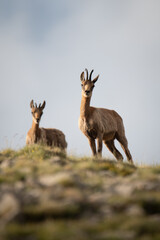 dos rebecos en el campo de pie retrato cuepo entero cielo azul de fondo
