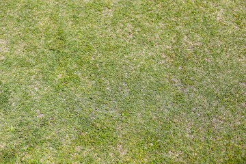 一面の緑の芝生