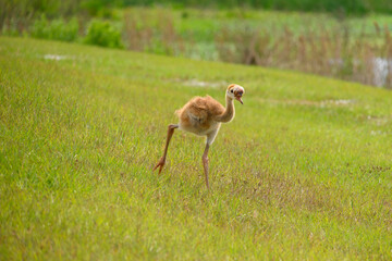 Sandhill crane baby walking