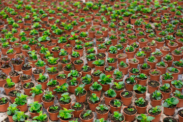 lots of potted begonia seedlings in hothouse. Spring work in garden.Gardening and decorating culture
