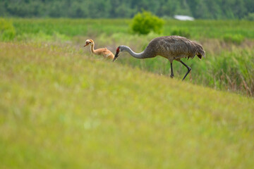 Obraz na płótnie Canvas Sandhill crane adult and baby on green grass