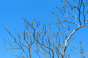 Staghorn Sumac Leaves Emerging In Spring Against A Blue Sky