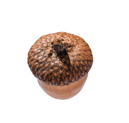 Top view brown acorn oak nut isolated cutout