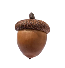 Fotobehang Brown acorn oak nut isolated cutout on transparent © Julia