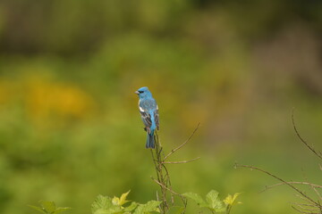 Male Lazuli Bunting on a twig