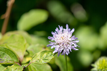 Field Scabious or Knautia Avensis