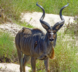 Kudu in Kruger Park, South Africa