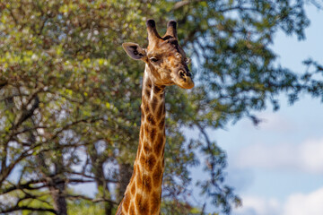 Giraffe in Kruger Park, South Africa