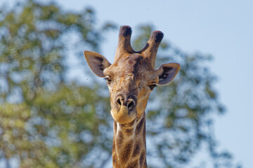 Naklejka na ściany i meble Giraffe in Kruger Park, South Africa
