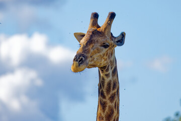 Giraffe in Kruger Park, South Africa