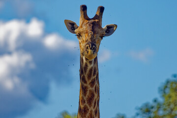 Giraffe in Kruger Park, South Africa