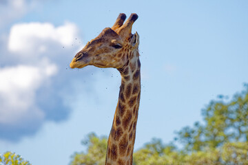 Giraffe in Kruger Park, South Africa