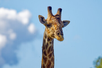 Giraffe in Kruger Park, South Africa
