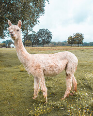 alpaca in a green meadow