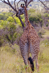 Giraffe in Kruger Park, South Africa