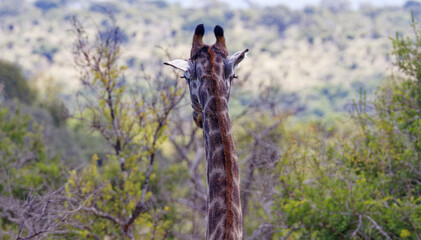 Giraffe in Kruger Park, South Africa