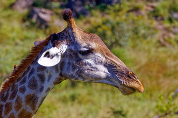 Giraffe in Kruger Park, South Africa