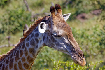 Giraffe in Kruger Park, South Africa