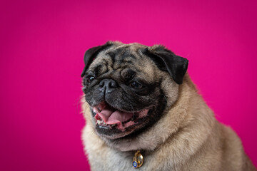 pug comemorando seu aniversário com chamei e numero 6 anos