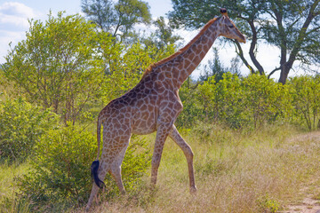 Giraffe in Kruger Park, South Africa