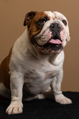 Obraz premium Bulldogue ingles em fundo marron