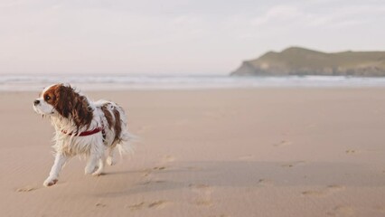Cavalier King Charles Spaniel happy dog running and having fun in sunny sunset on the Atlantic Ocean beach outdoors. Happy pet life and active vacation.