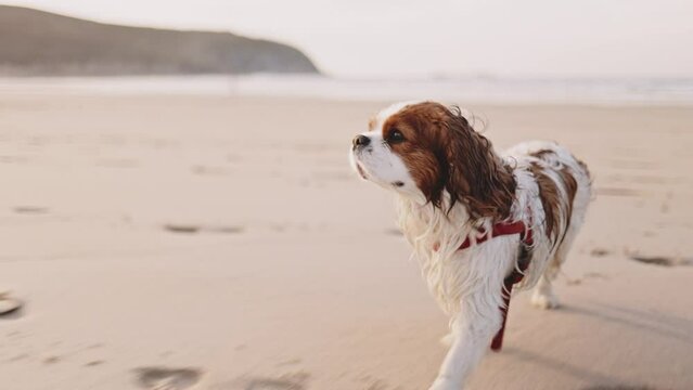 Cavalier King Charles Spaniel happy dog running and having fun in sunny sunset on the Atlantic Ocean beach outdoors. Happy pet life and active vacation.