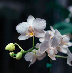 Fototapeta na wymiar Orquídea Colombiana