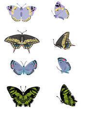 collection of butterflies semi flat color illustrations