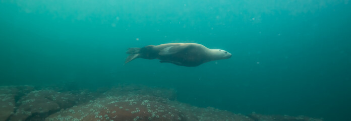 Obraz premium Sea Lion Swimming Underwater in the Pacific Ocean on the West Coast. Hornby Island, British Columbia, Canada.