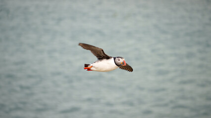 Atlantic Puffin in Iceland