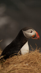 Atlantic Puffin in Iceland
