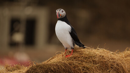 Atlantic Puffin in Iceland