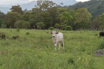 White calf enjoying its fresh grass in the pasture