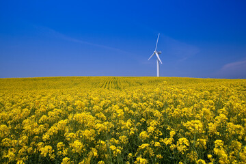 菜の花の丘と風力発電