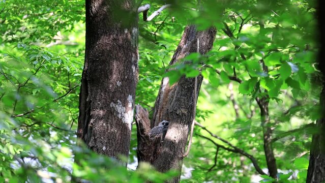 Ural Owl, Strix uralensis, 긴점박이올빼미, 유조