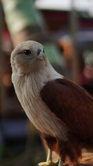 Eagle closeup