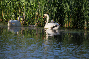 Female Mute Swan (Cygnus olor) with Two Cygnets Riding on Back