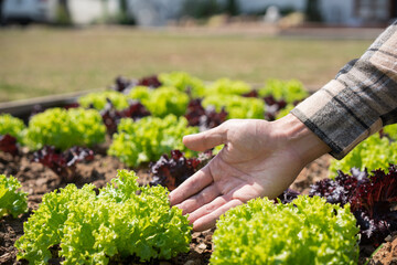 Male gardener holding tablet to checking vegetables and gardening to caring lettuce in home garden