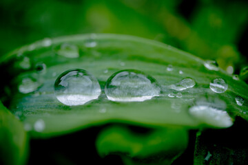 葉っぱに留まる透明で綺麗な水玉