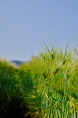 初夏の風物詩　美しい麦畑