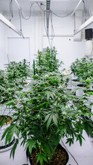 Growing Cannabis Indoors (Treehouse)