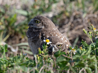 Burrowing Owls