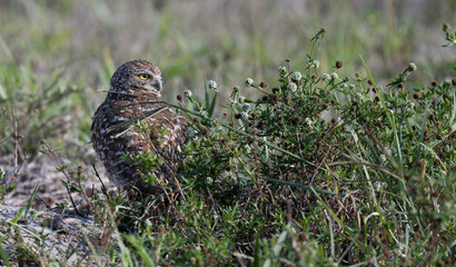 Burrowing Owls