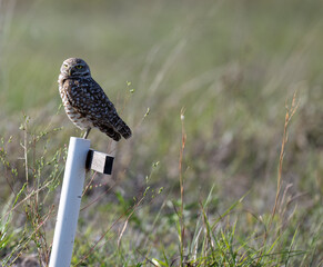 Burrowing Owls