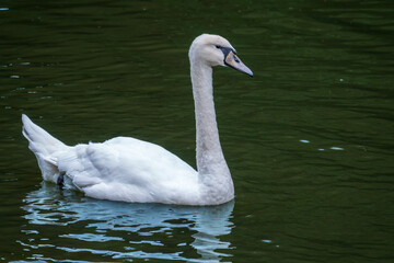 A graceful white swan swimming on a lake with dark water. The white swan is reflected in the water