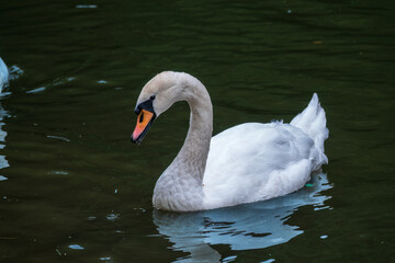 A graceful white swan swimming on a lake with dark water. The white swan is reflected in the water