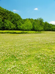 初夏の白詰め草咲く草原と林のある21世紀の森と広場風景