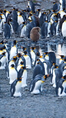 King penguins (Aptenodytes patagonicus) in a colony at Fortuna Bay, South Georgia Island
